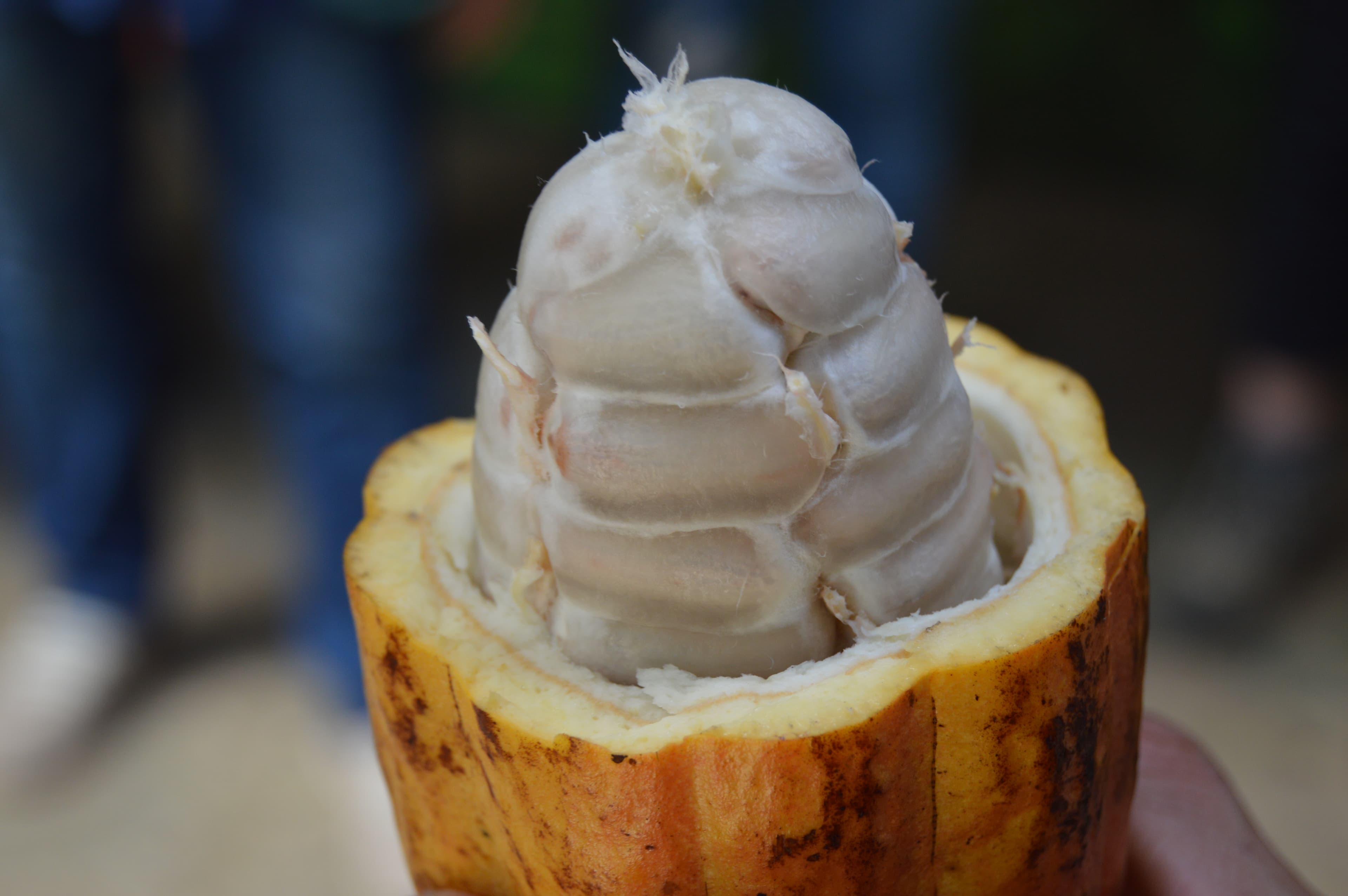 Cacao Fino de Tumaco