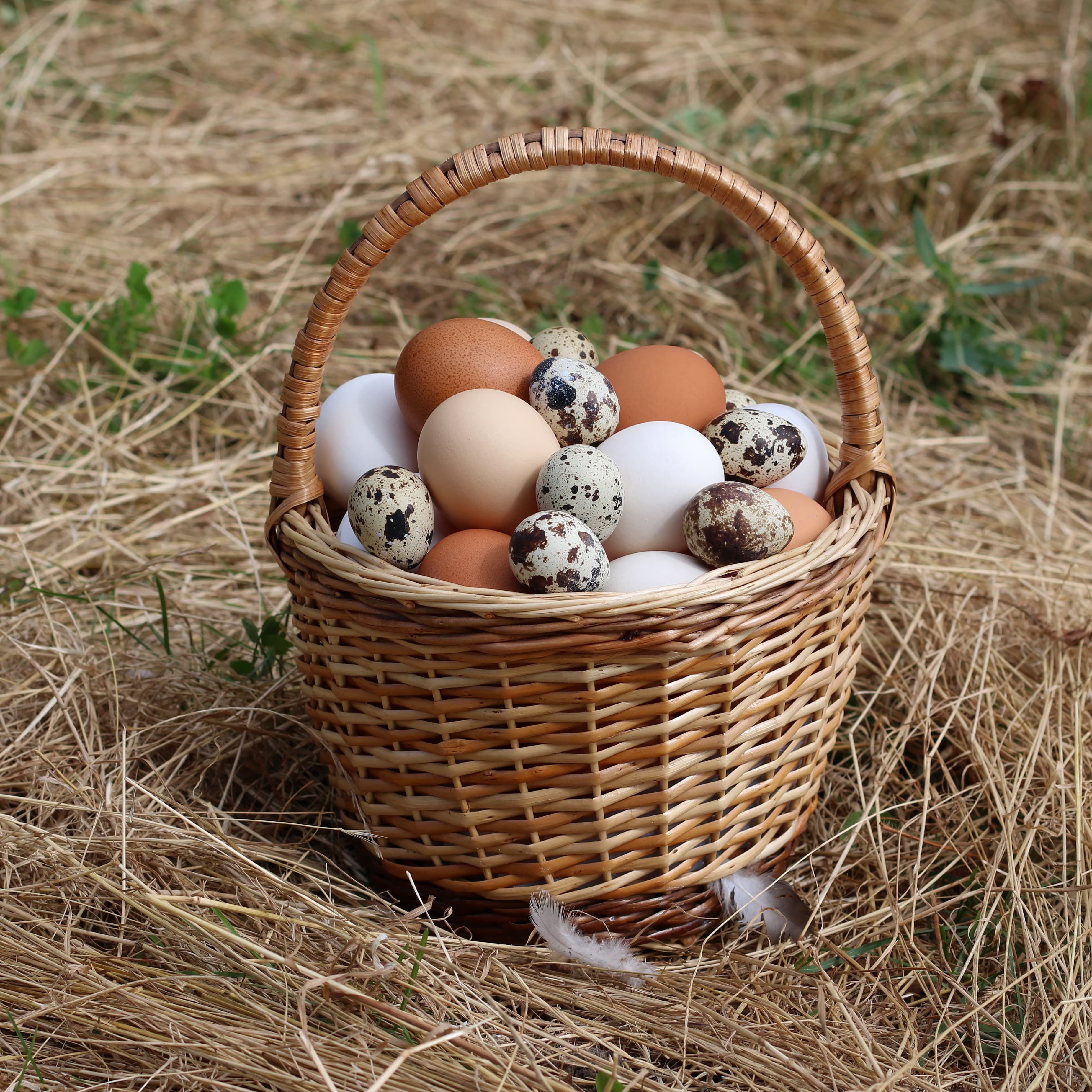 Huevos de Campo Criollos